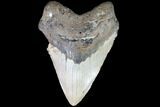 Huge, Fossil Megalodon Tooth - North Carolina #86971-1
